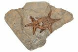 Two Ordovician Starfish (Petraster?) Fossil - Morocco #211448-1